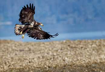Seabeck Bald Eagles
