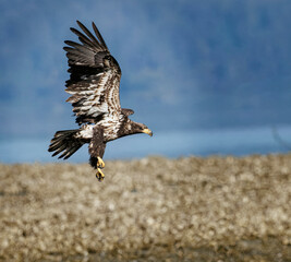 Seabeck Bald Eagles