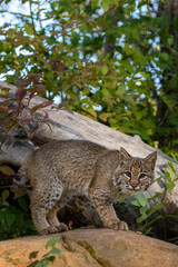 Naklejka na ściany i meble Bobcat (Lynx rufus) Stares Out From Rock Ears Forward Autumn