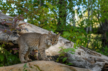 Obraz na płótnie Canvas Bobcat (Lynx rufus) Stares Out From Atop Rock Ears Up Autumn