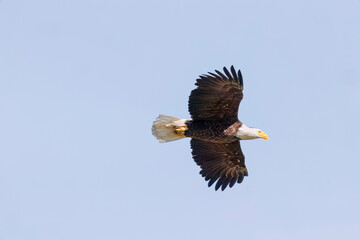 Obraz premium Seabeck Bald Eagles