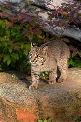 Fototapeta na wymiar Bobcat (Lynx rufus) Looks Up Standing on Rock Autumn