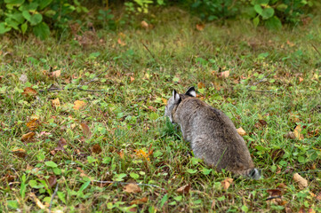 Bobcat (Lynx rufus) Stares Into Undergrowth Autumn