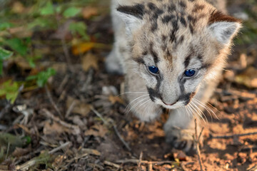 Cougar Kitten (Puma concolor) Steps Forward Close Up Autumn