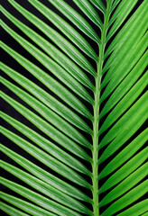 cycas palm leaf on a beautiful background