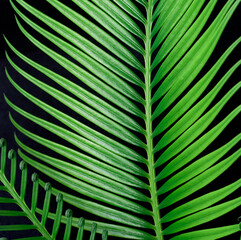 cycas palm leaf on a beautiful background