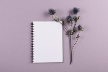 Blank diary, notepad mockup and dried eryngium flower over pastel lilac background. Flat lay, top view.