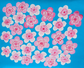 White and pink spring flowers on blue