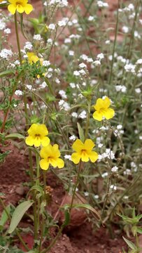Wide Throat Yellow Monkeyflower, Diplacus Brevipes, a native annual monoclinous herb displaying raceme inflorescences during springtime in the Santa Monica Mountains.