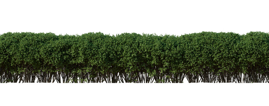 hedge (cotoneaster, spirea, ligustrum) bush frontal view of isolated png on a transparent background premium cutout high resolution