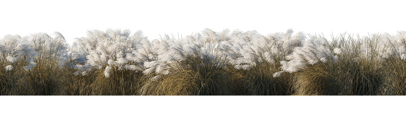 Field of Dry Miscanthus sinensis 'Kaskade' grass isolated png on a transparent background perfectly cutout high resolution frontal for design framing 