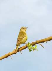 Orange-crowned Warbler perched  on tree branch in profile