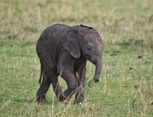 Elephant baby africa masái mara