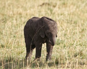 Elephant baby africa masai mara