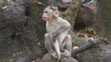 small monkey is sitting on a rock and scratching