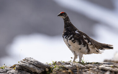 Alpenschneehuhn (Lagopus muta) Männchen.