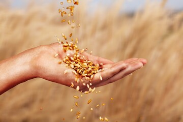 Human hand hold wheat grains