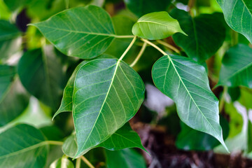Fototapeta na wymiar Green leaf of Sacred Fig (Ficus Religiosa) on tree