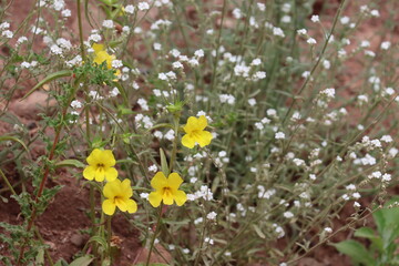 Wide Throat Yellow Monkeyflower, Diplacus Brevipes, a native annual monoclinous herb displaying raceme inflorescences during springtime in the Santa Monica Mountains.