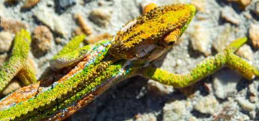 Close-up of a Cape dwarf chameleon on a pebbled road