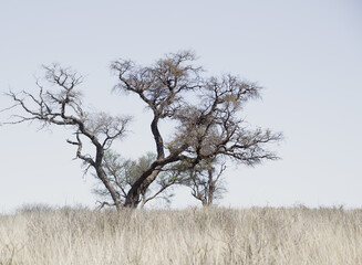 Landscape of a tree in a dry area of the Kgalagadi Transfrontier Park in the Northern Cape of South Africa