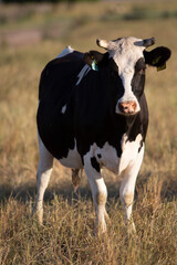 Cattle ranch in soth patagonia argentina