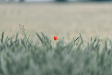 Red Poppy Flower in Lush Green Wheat Field