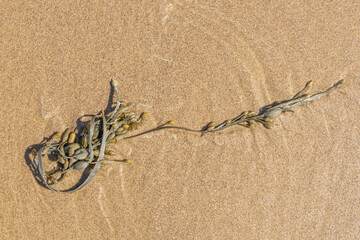 seaweed on sandy beach view from above