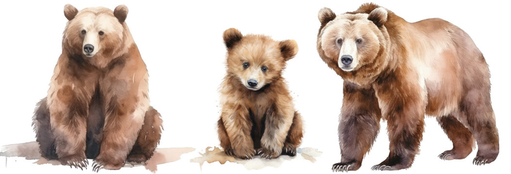 Watercolour illustration collection of three brown grizzly bears isolated on white background as transparent PNG, generative AI animal clipart bundle