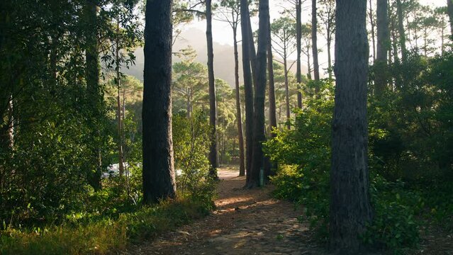 A narrow path through some high trees in a green surrounding in constatia, cape town