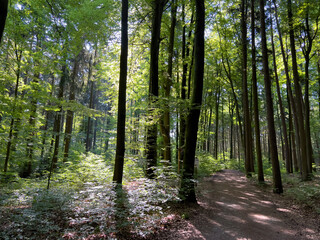Obraz premium Bavarian Forest path during summer time with green trees and a lonely path