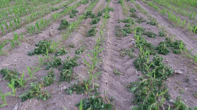 The weeds died after the pesticide. Combating weeds in a corn planted field