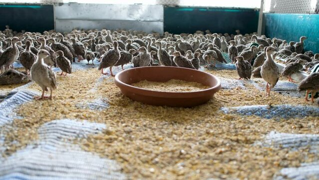 Two weeks old chukar partridge (Alectoris chukar) chicks in the cage. A flock of partridge chicks are walking and feeding. 