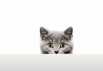 Adorable Chartreux Kitten Peeking Out from Behind White Table with Copy Space, Isolated on White Background. Generative AI.