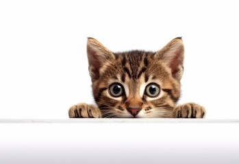 Adorable Havana Brown Kitten Peeking Out from Behind White Table with Copy Space, Isolated on White Background. Generative AI.