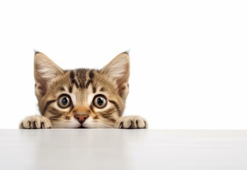 Adorable Khao Manee Kitten Peeking Out from Behind White Table with Copy Space, Isolated on White Background. Generative AI.