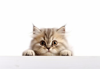 Adorable Persian-Himalayan Kitten Peeking Out from Behind White Table with Copy Space, Isolated on White Background. Generative AI.