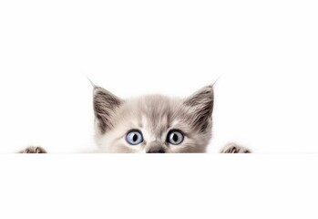 Adorable Persian-Siamese Kitten Peeking Out from Behind White Table with Copy Space, Isolated on White Background. Generative AI.
