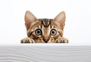 Adorable Pixie-bob-Bengal Kitten Peeking Out from Behind White Table with Copy Space, Isolated on White Background. Generative AI.