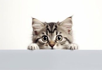 Adorable Siberian Kitten Peeking Out from Behind White Table with Copy Space, Isolated on White Background. Generative AI.