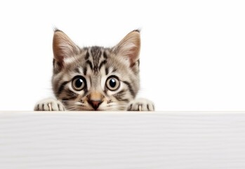 Adorable Singapura Kitten Peeking Out from Behind White Table with Copy Space, Isolated on White Background. Generative AI.