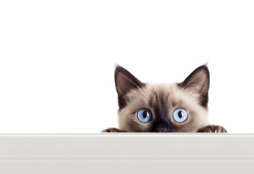Adorable Siamese-Balinese Kitten Peeking Out from Behind White Table with Copy Space, Isolated on White Background. Generative AI.