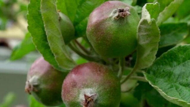 ripening unripe fruits of apples on yabaloni in the garden. Green leaves on a young apple tree against the background of a yellow house. footage