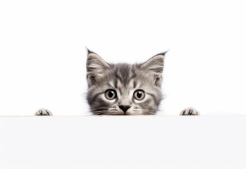 Adorable Ukrainian Levkoy Kitten Peeking Out from Behind White Table with Copy Space, Isolated on White Background. Generative AI.