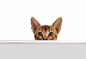 Adorable Abyssinian Kitten Peeking Out from Behind White Table with Copy Space, Isolated on White Background. Generative AI.