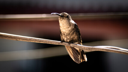 Colibri © NERIO
