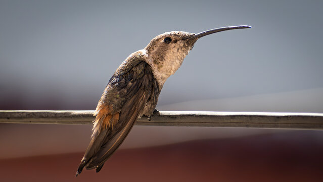 Colibri