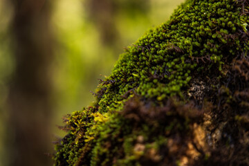 moss on tree