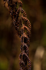 Close up of fern