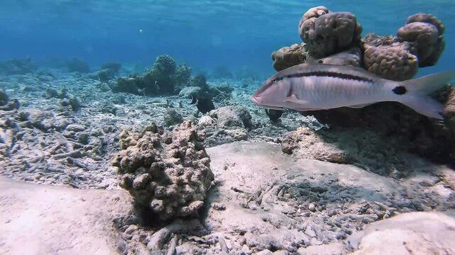 Long-bearded goatfish is swimming and hunting over dead corals at the edge of an island in the Maldives in wide-angle video mode